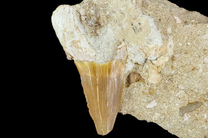 Otodus Shark Tooth Fossil in Rock - Eocene #111041